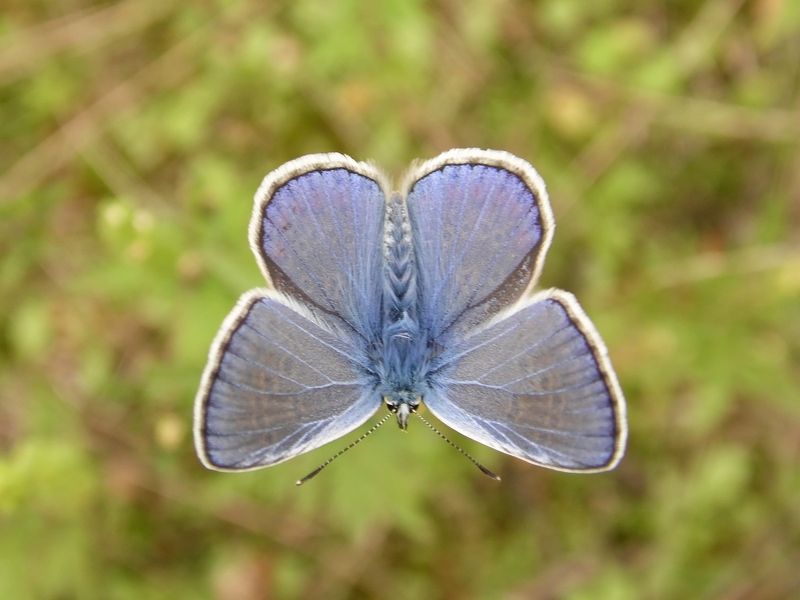Un p d''azzurro nel grigio autunno